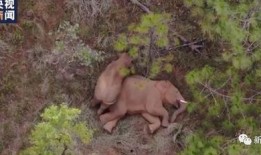 娱乐吃瓜小象,揭秘娱乐圈那些不为人知的幕后故事